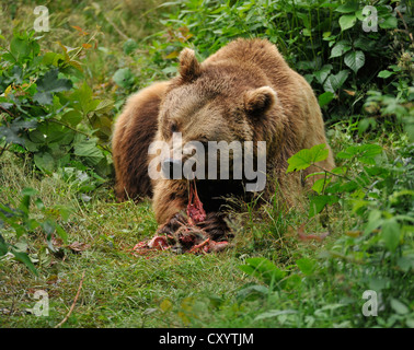 Unione l'orso bruno (Ursus arctos) mangia il capriolo (Capreolus capreolus), in una zona chiusa della Foresta Bavarese National Foto Stock