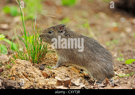 Brasiliano di cavia (cavia aperea), che si trova in Sud America, captive Foto Stock