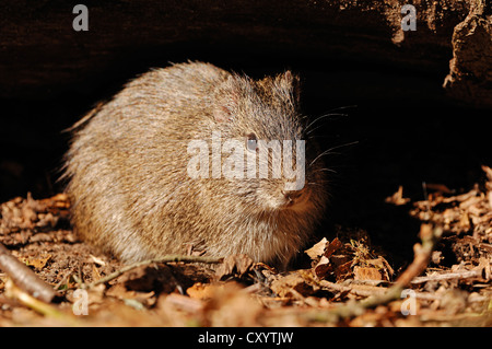 Brasiliano di cavia (cavia aperea), che si trova in Sud America, captive Foto Stock