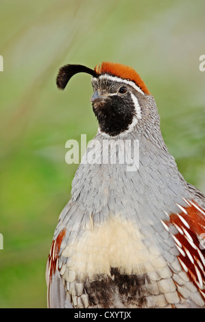 La Gambel quaglia (Lophortyx gambelii, Callipepla gambelii), maschio, ritratto, trovati in Nord America, captive, Florida, Stati Uniti d'America Foto Stock