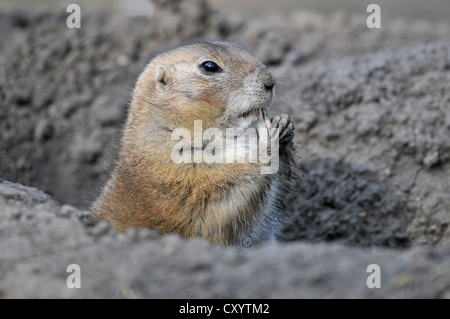 Nero-tailed Prairie Dog (Cynomys ludovicianus), nativo di America del Nord, in un involucro, Turingia, PublicGround Foto Stock