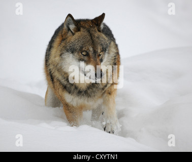 Lupo (Canis lupus) nella neve, racchiusi in un zona del Parco Nazionale della Foresta Bavarese, Bavaria Foto Stock