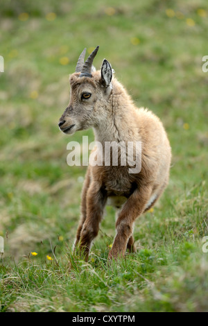 Giovane stambecco (Capra ibex), Mt Niederhorn, Svizzera, Europa Foto Stock