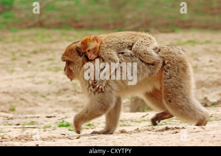 Barberia macachi (Macaca sylvanus, Macaca Sylvana), femmina con un neonato, trovati in Marocco, Algeria e Gibilterra, captive Foto Stock