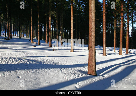 La foresta di abete rosso (Picea abies), in inverno, vicino Stuetzerbach, Foresta Turingia, Turingia Foto Stock