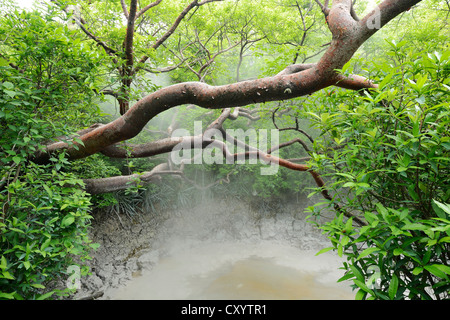 Pozze di fango calde, Rincon de la Vieja National Park, Guanacaste in Costa Rica, Sud America Foto Stock