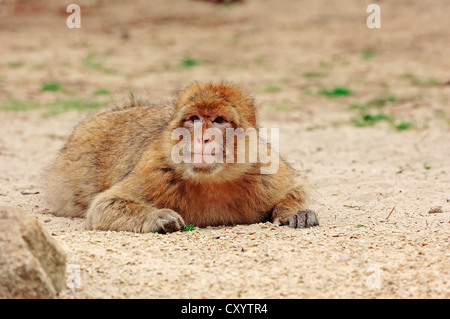 Barbary macaque (Macaca sylvanus, Macaca Sylvana), che si trova in Marocco, Algeria e Gibilterra, prigionieri della Renania settentrionale-Vestfalia Foto Stock