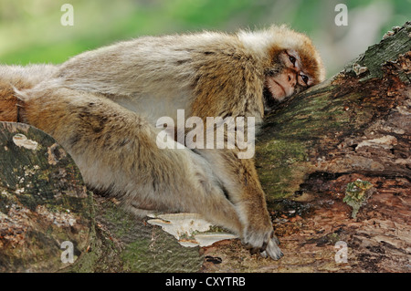 Barbary macaque (Macaca sylvanus, Macaca sylvana), dormendo su un tronco di albero, trovati in Marocco, Algeria e Gibilterra, captive Foto Stock