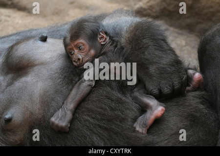 Pianura occidentale (Gorilla Gorilla gorilla gorilla), baby dormendo nel ventre di sua madre, captive, specie africane Foto Stock