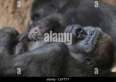 Pianura occidentale (Gorilla Gorilla gorilla gorilla), la madre e il bambino appoggiato, captive, specie africane, animali da zoo, Bassa Sassonia Foto Stock