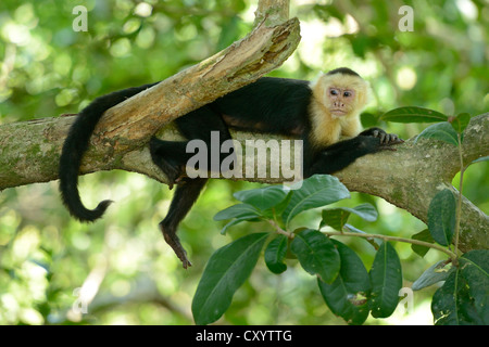 Bianco di testa o di fronte bianco-cappuccino (Cebus capucinus), in appoggio sul ramo, Parco Nazionale di Manuel Antonio, Costa Rica Foto Stock