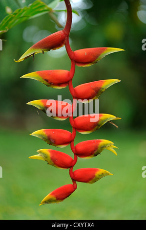 Lobster claw, falso-degli uccelli del paradiso (Heliconia rostrata), il Parco Nazionale di Manuel Antonio, Costa Rica, America Centrale Foto Stock