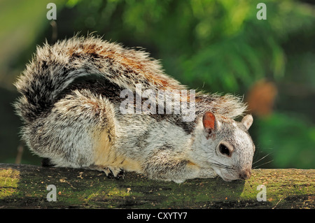 Variegata di scoiattolo (Sciurus variegatoides dorsalis), che si trova in Nicaragua e Costa Rica, captive Foto Stock