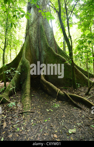 Ebano (Ceiba pentandra) nella foresta pluviale tropicale, Rincon de la Vieja National Park, Guanacaste in Costa Rica Foto Stock