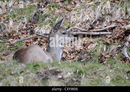 Unione Il capriolo (Capreolus capreolus), riposo doe nel suo cappotto invernale, in un involucro, Bassa Sassonia, PublicGround Foto Stock