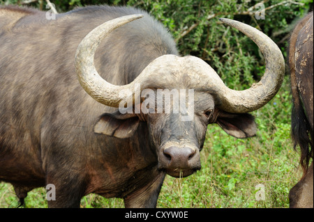 Bufali di Bull in Addo Elephant National Park, Capo orientale, Sud Africa Foto Stock
