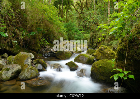 Capo di Fiume del Rio Savegre fiume San Gerardo de Dota, Costa Rica, America Centrale Foto Stock