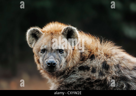 Spotted hyena (Crocuta crocuta), ritratto, trovati in Africa, captive, Francia Foto Stock