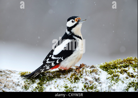 Picchio rosso maggiore (Dendrocopos major) durante la nevicata, Bulgaria, Europa Foto Stock