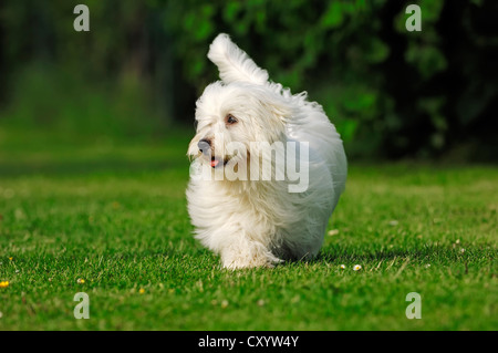 Coton de Tulear, cane (Canis lupus familiaris) Foto Stock
