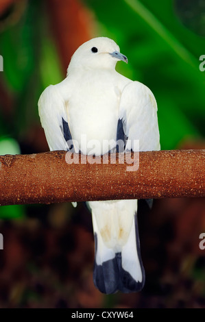 Pied piccione imperiale (Ducula bicolor, Myristicivora bicolore), che si trova in Asia, captive Foto Stock