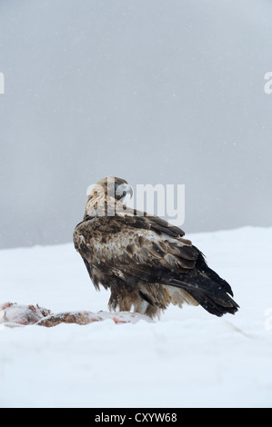 Aquila reale (Aquila chrysaetos), in corrispondenza di un sito di esca con la preda, Sinite Kamani Natura Park, Bulgaria, Europa Foto Stock