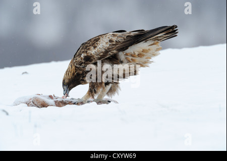 Aquila reale (Aquila chrysaetos), in corrispondenza di un sito di esca con la preda, Sinite Kamani Natura Park, Bulgaria, Europa Foto Stock