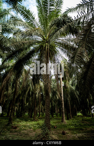 Olio di palma plantation vicino a Quepos in Costa Rica. Foto Stock