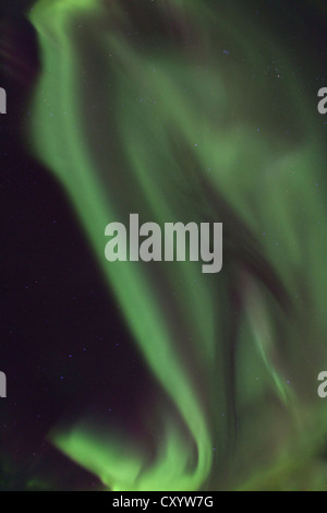 Vortice polare settentrionale luci, Aurora Boreale, verde, vicino a Whitehorse, Yukon Territory, Canada Foto Stock