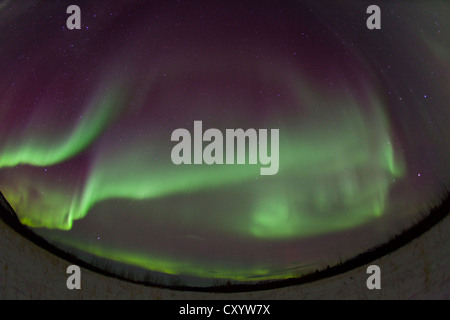 Vortice polare settentrionale luci, Aurora Boreale, verde, vicino a Whitehorse, Yukon Territory, Canada Foto Stock