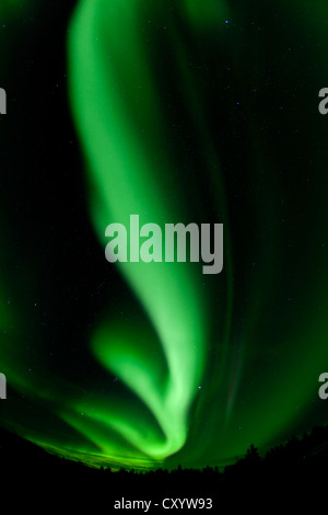 Vortice polare settentrionale luci, Aurora Boreale, verde, vicino a Whitehorse, Yukon Territory, Canada Foto Stock