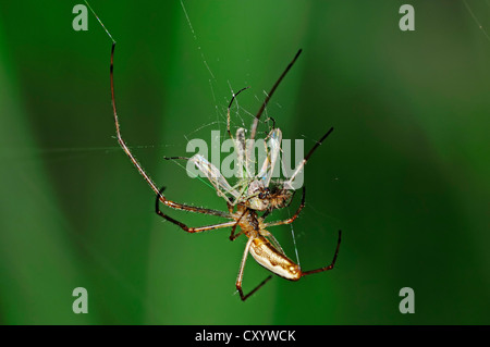 Estensore comune spider (Tetragnatha extensa) in web con la preda, Renania settentrionale-Vestfalia Foto Stock