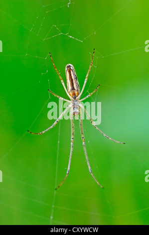 Estensore comune spider (Tetragnatha extensa), in un web, Renania settentrionale-Vestfalia Foto Stock