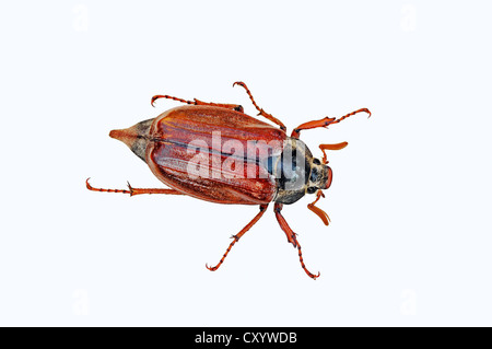 Cockchafer comuni o possono bug (Melolontha melolontha) Foto Stock
