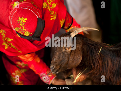 Bedouin Woman in Red Niqab scegliendo una capra, Sinaw, Oman Foto Stock