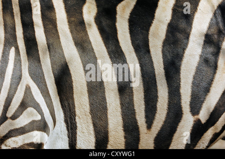 Chapman's zebra (Equus quagga chapmani syn. Equus burchellii chapmani), dettaglio del cappotto, nativo di Africa, captive Foto Stock