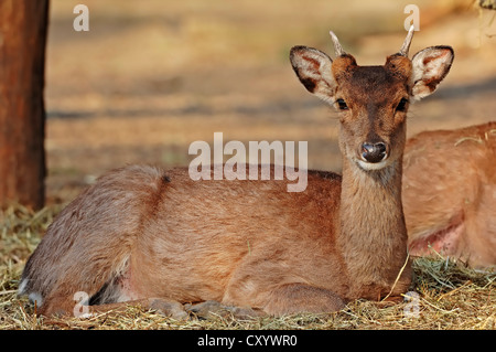 Sika vietnamita cervo (Cervus nippon pseudaxis, Cervus hortulorum pseudaxis), maschio, trovati in Vietnam, captive, Paesi Bassi Foto Stock