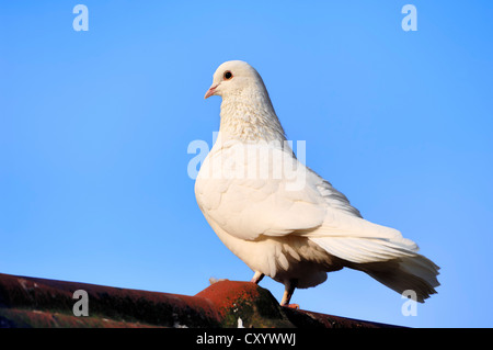 Piccioni selvatici (Columba livia forma domestica), Renania settentrionale-Vestfalia Foto Stock