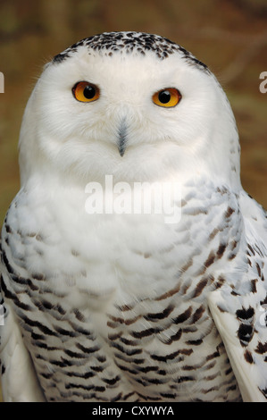 Civetta delle nevi (Bubo scandiacus, Bubo scandiaca, Nyctea scandiaca), maschio, ritratto, nativo per il nord Europa, in Siberia Foto Stock