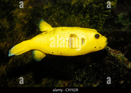 Le faraone puffer (Arothron meleagris) nativo per l'Indo-Pacifico Oceano, captive, Paesi Bassi, Europa Foto Stock