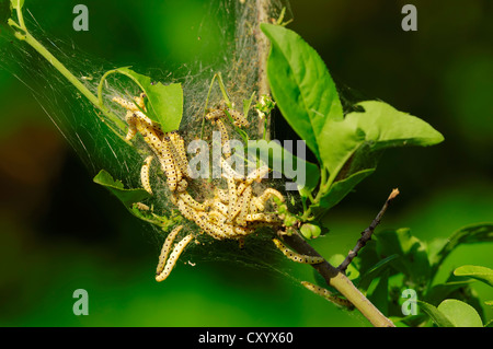 Mandrino ermellino (Yponomeuta cagnagella), web di bruchi, Renania settentrionale-Vestfalia Foto Stock