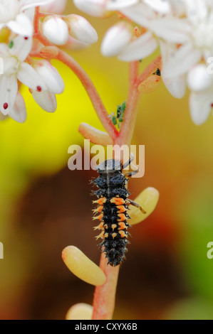 Harlequin ladybird (Harmonia axyridis), larva, Renania settentrionale-Vestfalia Foto Stock