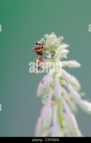 Southern wood ant (formica rufa), Renania settentrionale-Vestfalia Foto Stock