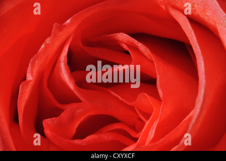 Inquadratura ravvicinata di una rosa rossa fiore Foto Stock