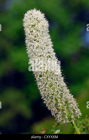 Coda di Volpe himalayana Lily (Eremurus himalaicus), nativo di Asia, piante ornamentali Foto Stock