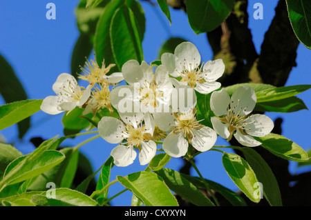 La pera comune (Pyrus communis), fiorisce in primavera, Renania settentrionale-Vestfalia Foto Stock