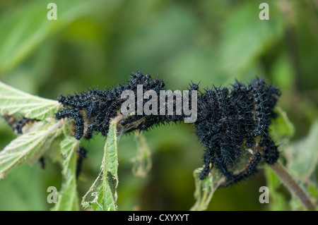 Unione pavone o farfalla pavone (Inachis io), bruchi su ortiche, Dreieich-Goetzenhain, Hesse Foto Stock