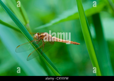 Recentemente è emerso ampio corposo Chaser (Libellula depressa), Moenchbruch Riserva Naturale, Hesse Foto Stock