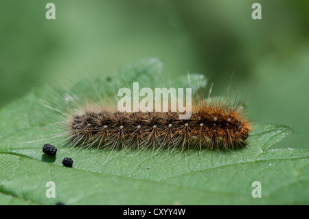 Giardino tiger moth (Arctia caja) caterpillar sulla foglia di un ortica (Urtica dioica), Moenchbruch riserva naturale vicino Foto Stock