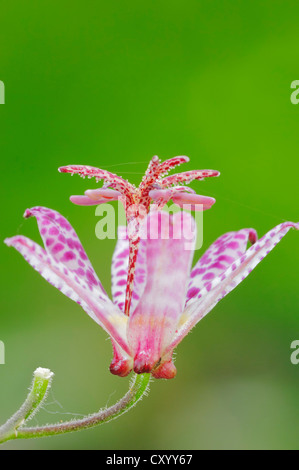 Toad Lily (Tricyrtis hirta, Tricyrtis japonica), fiore, nativo in Giappone e in Asia orientale, pianta di giardino, piante ornamentali Foto Stock